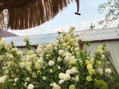 -Jo's Garden