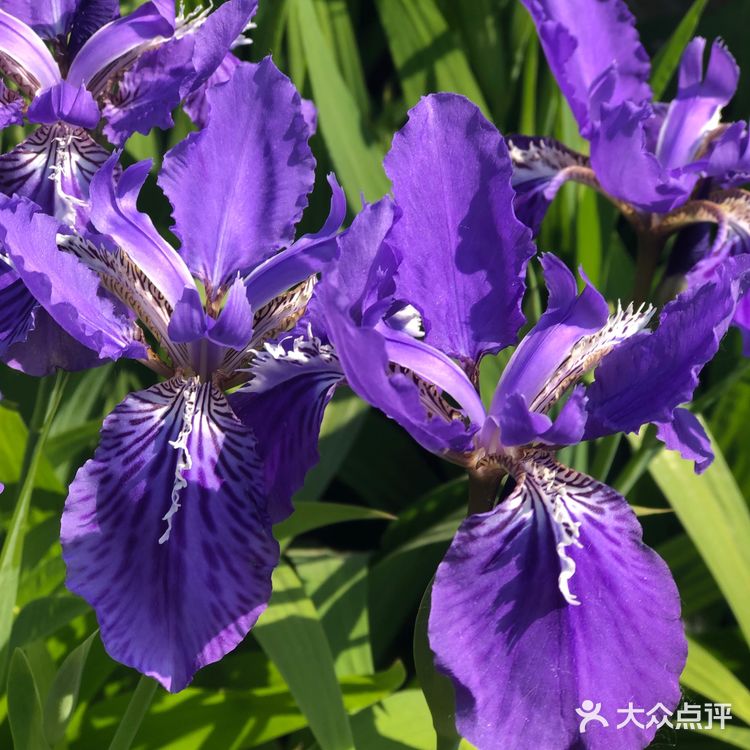 美丽的鸢尾花