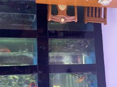 -全乐鱼馆·淳牌有机鱼直营店