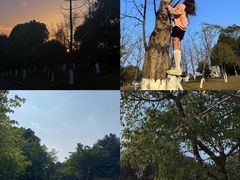 -铁山坪森林公园