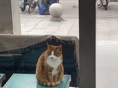 -四月宠物医院·猫专科·心脏专科·内科(转塘店)