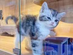 -喵百万·布偶·蓝金金渐层英短·猫舍(百子湾店)