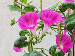 -三圣花乡旅游区