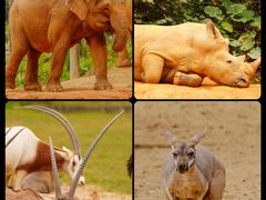 -广州长隆野生动物世界