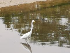 -大亚湾红树林城市湿地公园