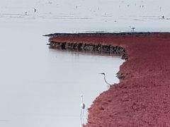-红海滩国家风景廊道