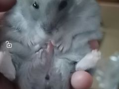 -龙猫仔乐园(惠福东路店)