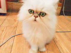 -more than meow吴止猫主题餐厅(承德 中船汇店)