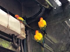 -新加坡飞禽公园