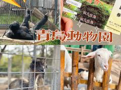 -青岛动物园