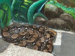 -上海大自然野生昆虫馆(东方明珠·爬宠昆虫探索中心)