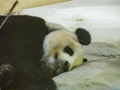 -杭州野生动物世界
