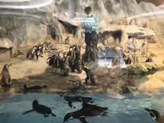 -帝企鹅自助餐厅•儿童岛•真企鹅(长隆企鹅酒店)