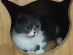 -这儿没有猫·猫咖萌宠馆·撸猫