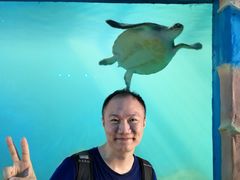 -广东惠东海龟国家级自然保护区