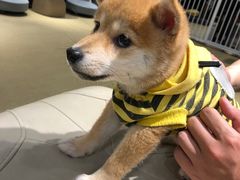-逗柴咖啡屋·狗咖猫咖宠物桌游