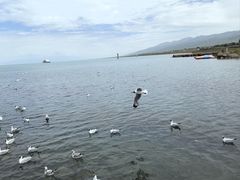 -青海湖国家重点风景名胜区