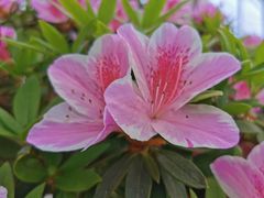 -上海鲜花港