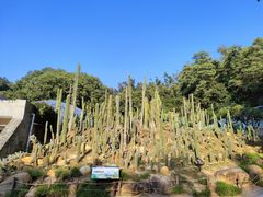 -深圳仙湖植物园