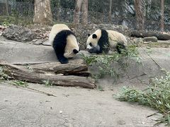 -都江堰中华大熊猫苑