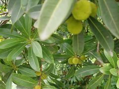 -塘栖枇杷特色园区