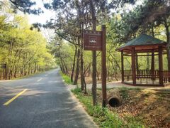 -日照海滨国家森林公园