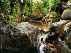 -十八棵（老龙井）御茶园(老龙井店)