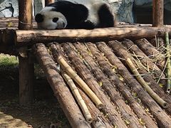 -泉州海丝野生动物世界