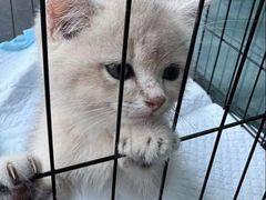 -伟伟宠物医院·瑞派猫友好医院·猫科(光谷店)