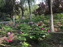 -合肥三国新城遗址公园