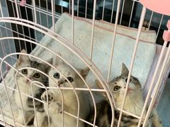 -久久宠物(河东万达店)