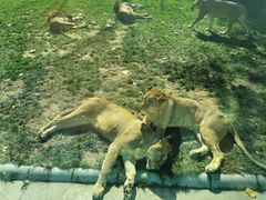 -北京野生动物园