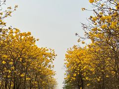 -松山湖风景区松湖烟雨
