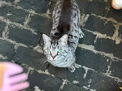 -喵屿·大理花园猫咖