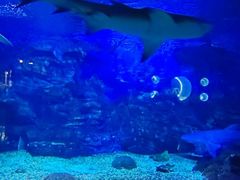 -烟台海昌鲸鲨海洋公园