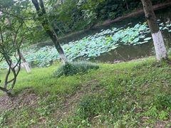 -西溪国家湿地公园