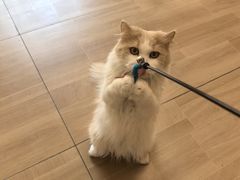 -唐小姐の私宠·宠物洗护美容·撸猫馆·购宠(周浦万达旗舰店)