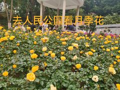 -人民公园(罗湖区)