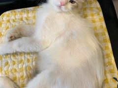 -平行世界·猫咖(首经贸店)