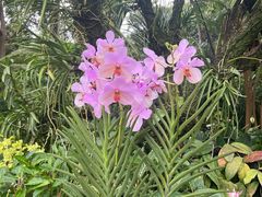 -新加坡植物园