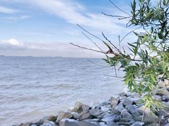 -上海吴淞炮台湾国家湿地公园