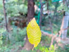 -黄金寨原生态旅游区