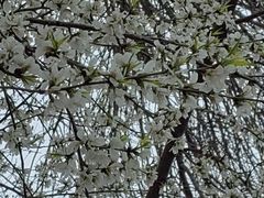 -桃花堤公园