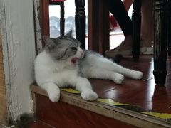 -猫小院猫主题咖啡厅(北锣店)