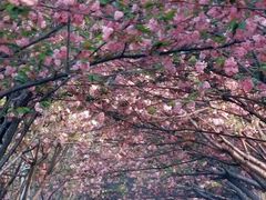 -高东镇樱花园