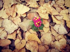 -合肥滨湖国家森林公园