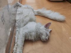 -帕帕拉兹宠物(亚洲旗舰店)