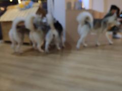 -Husky Go! 哈士奇体验馆·宠物咖啡厅狗咖