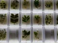 -广东中医药博物馆