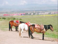 -青海湖国家重点风景名胜区